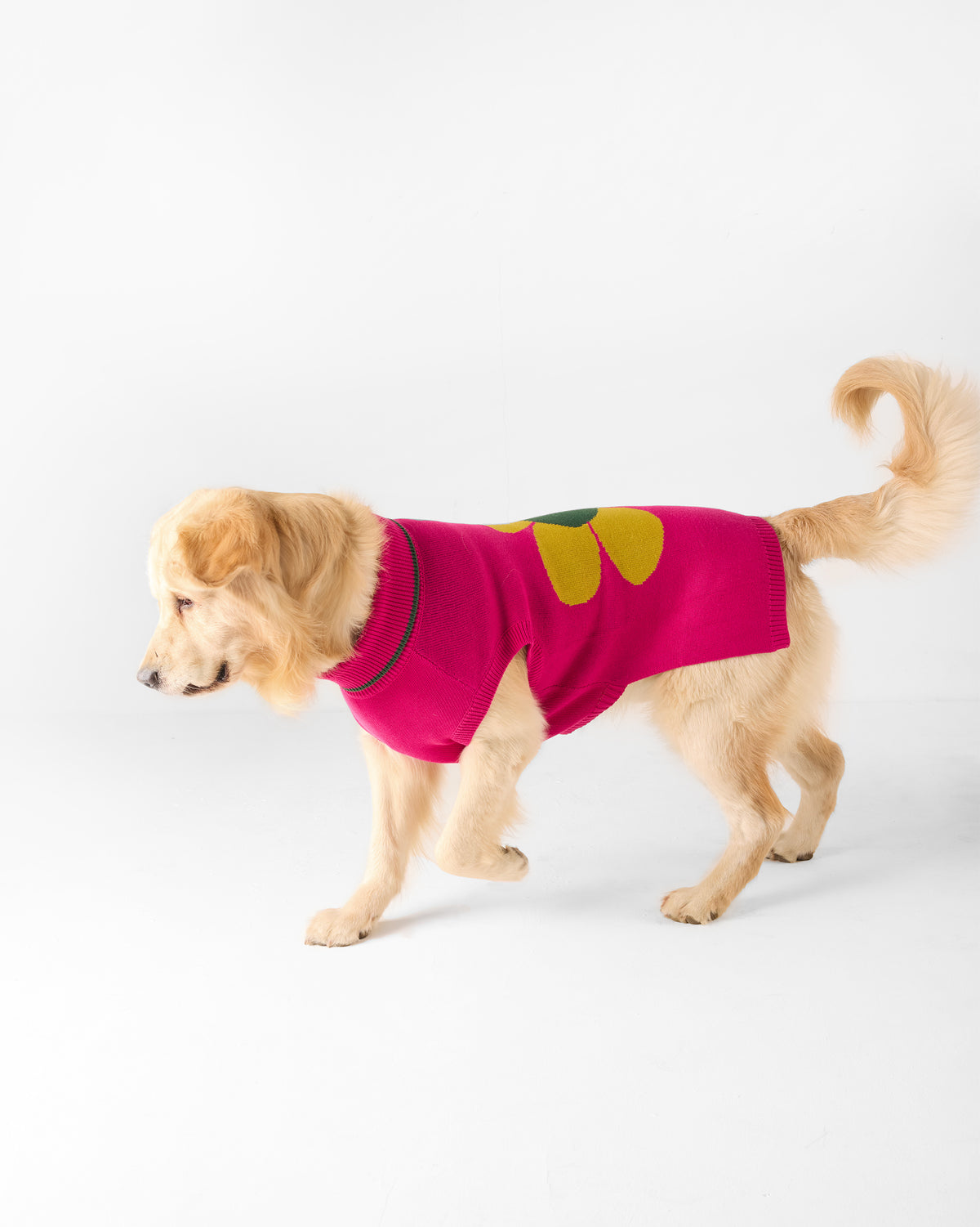 Dog walking in a fuchsia Bark Bloom sweater with a yellow flower.