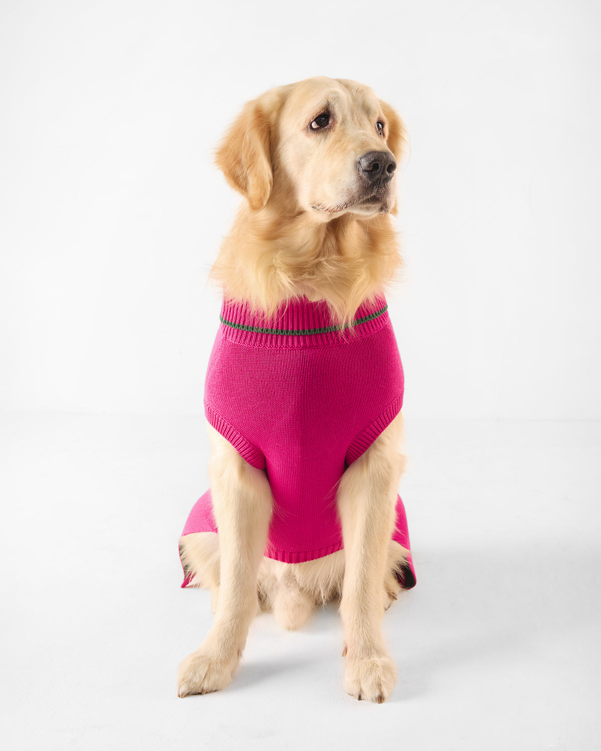 Dog sitting in a fuchsia Bark Bloom sweater with a green-striped collar.