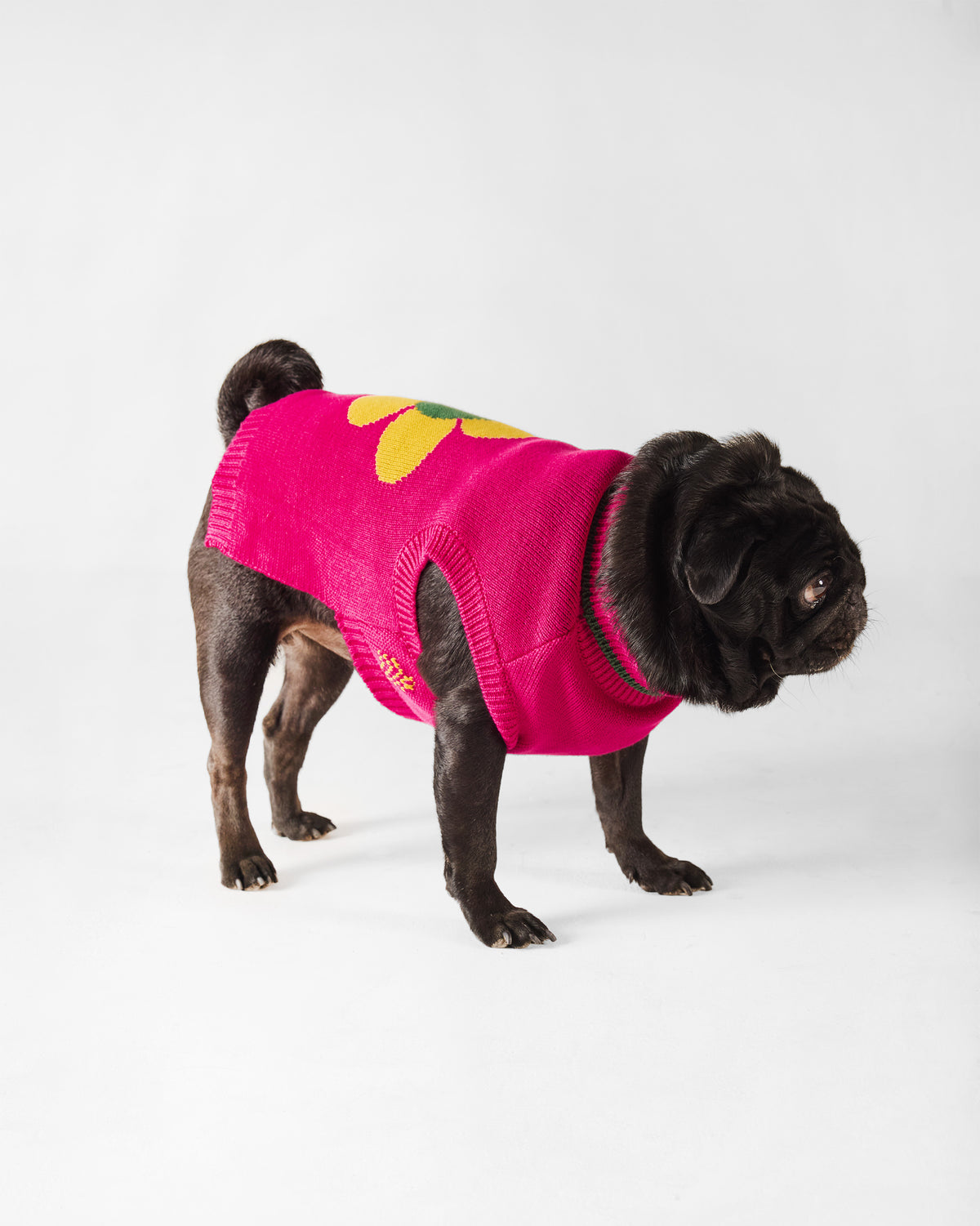 Side view of a pug in a fuchsia Bark Bloom sweater with a yellow flower.