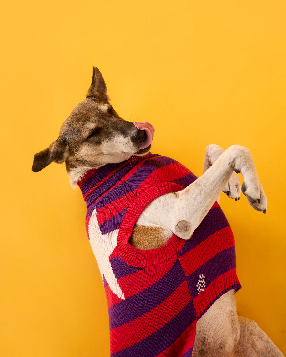 Red and purple Cosmic Canine dog sweater with a white star, worn by a dog.