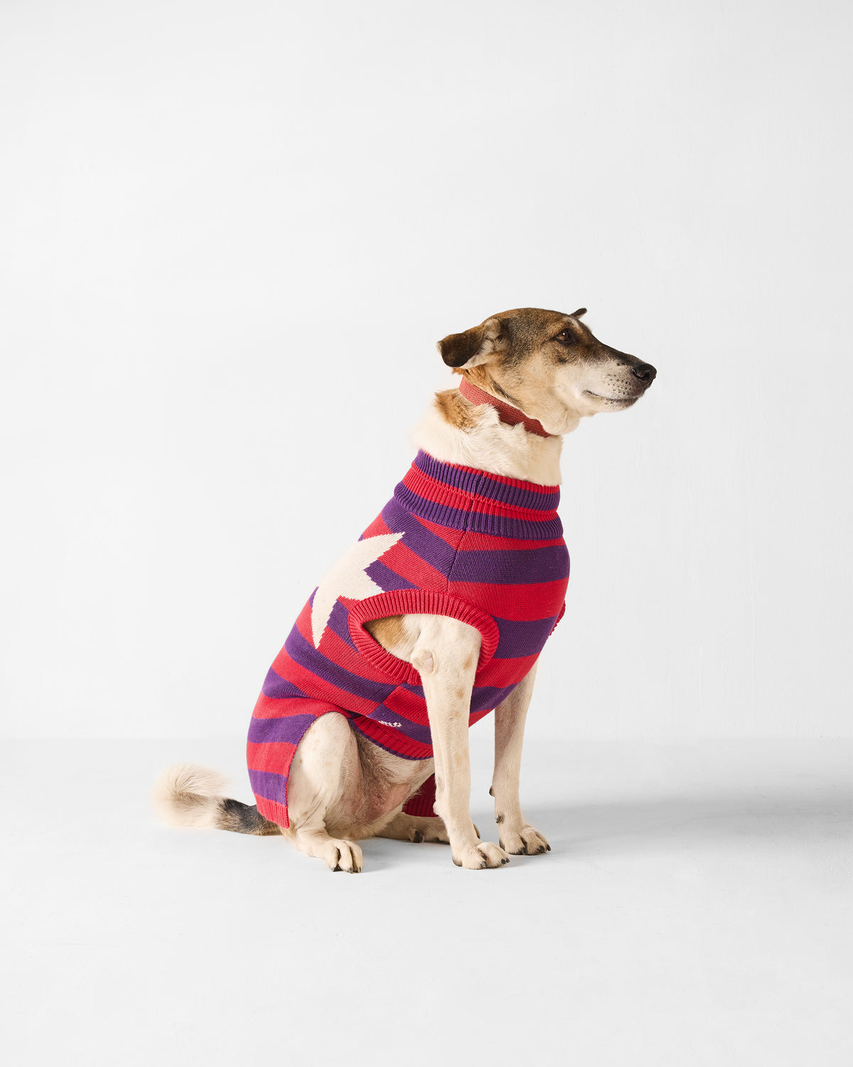 Side profile of a dog in a red and purple Cosmic Canine sweater with a star.