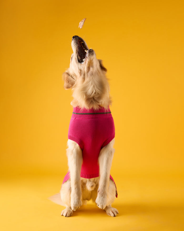Dog wearing a fuchsia Bark Bloom sweater with a green-striped turtleneck.