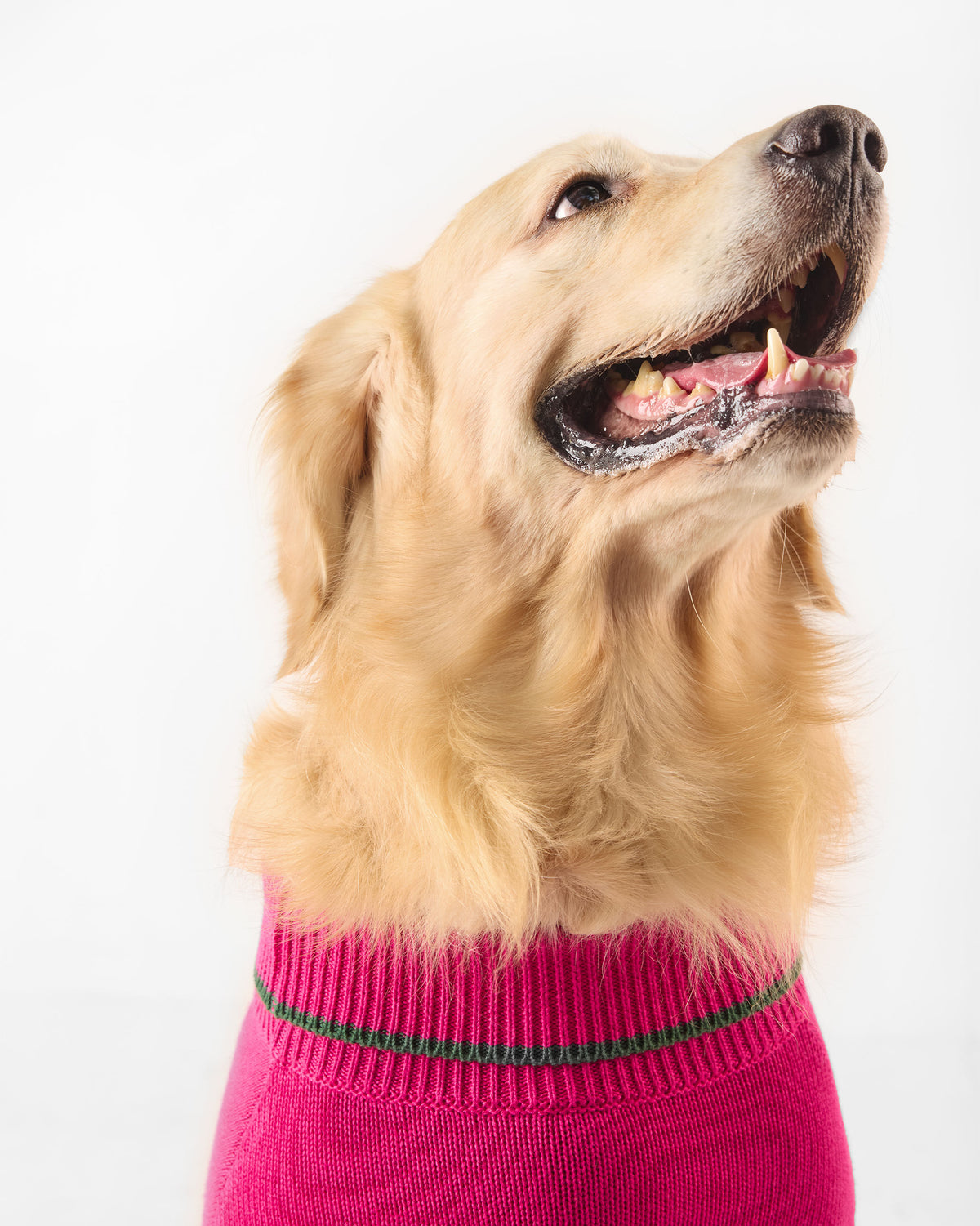 Close-up of a dog in a fuchsia Bark Bloom turtleneck with a green stripe.