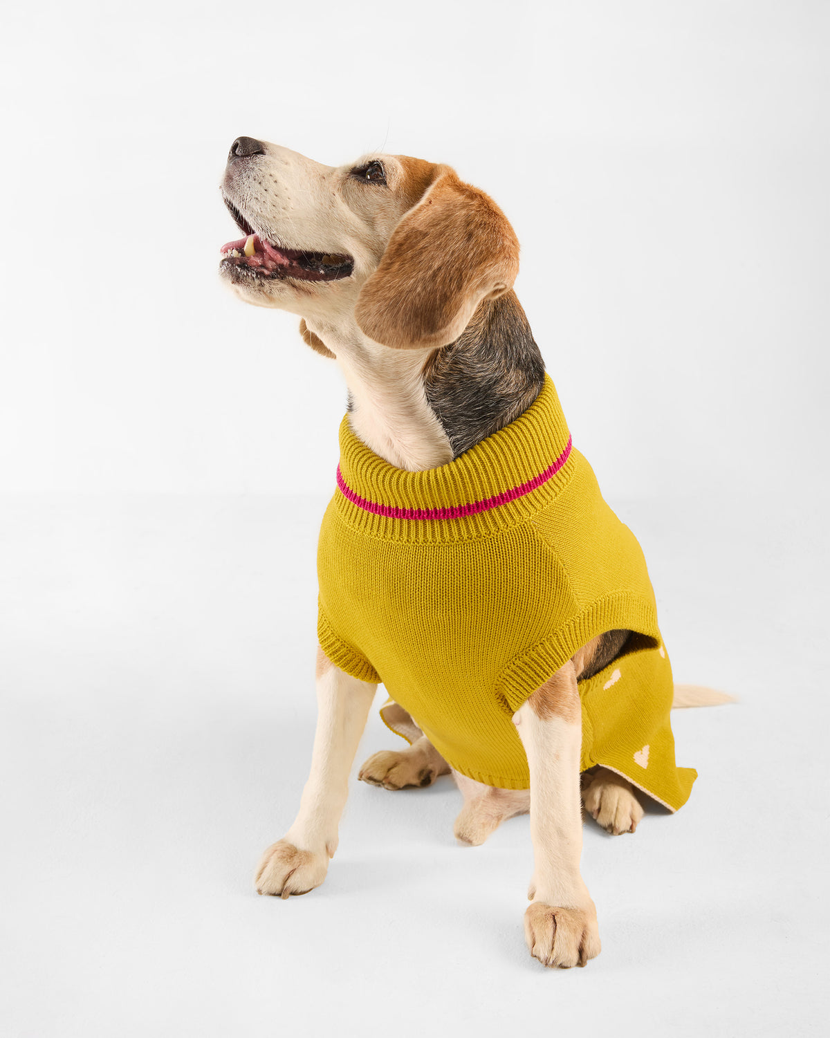 Dog wearing a chartreuse Jurassic Bark sweater with a pink-striped collar.