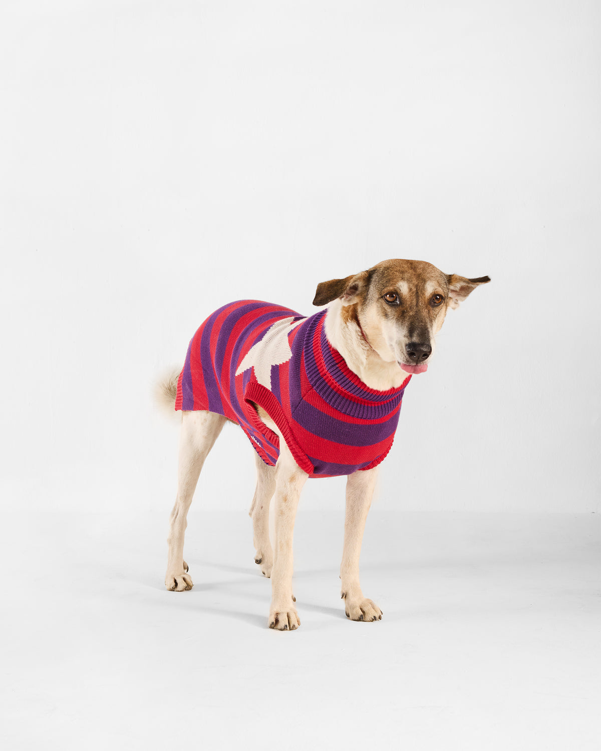 Dog wearing a red and purple Cosmic Canine sweater with a white star.