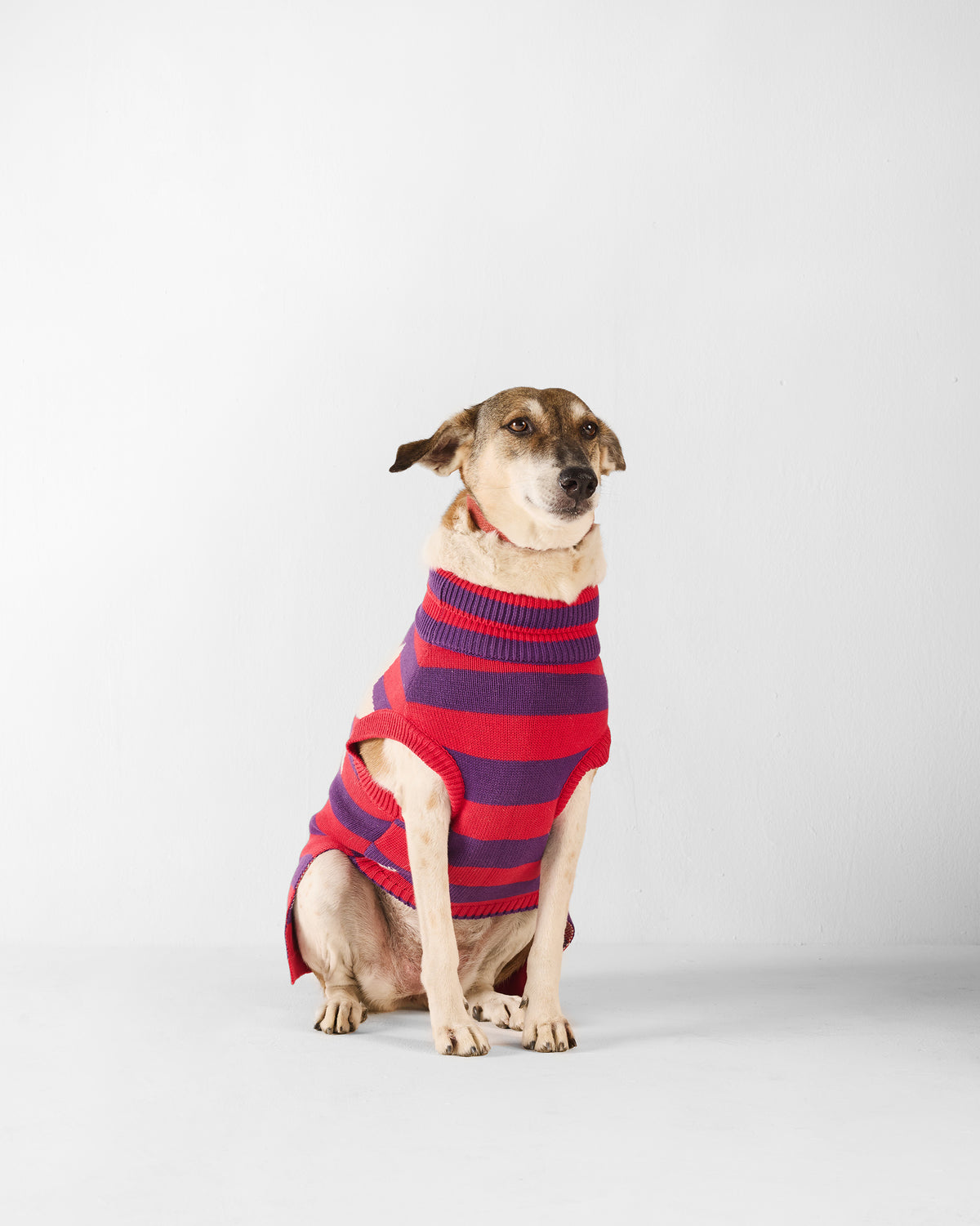 Dog wearing a red and purple striped Cosmic Canine turtleneck sweater.