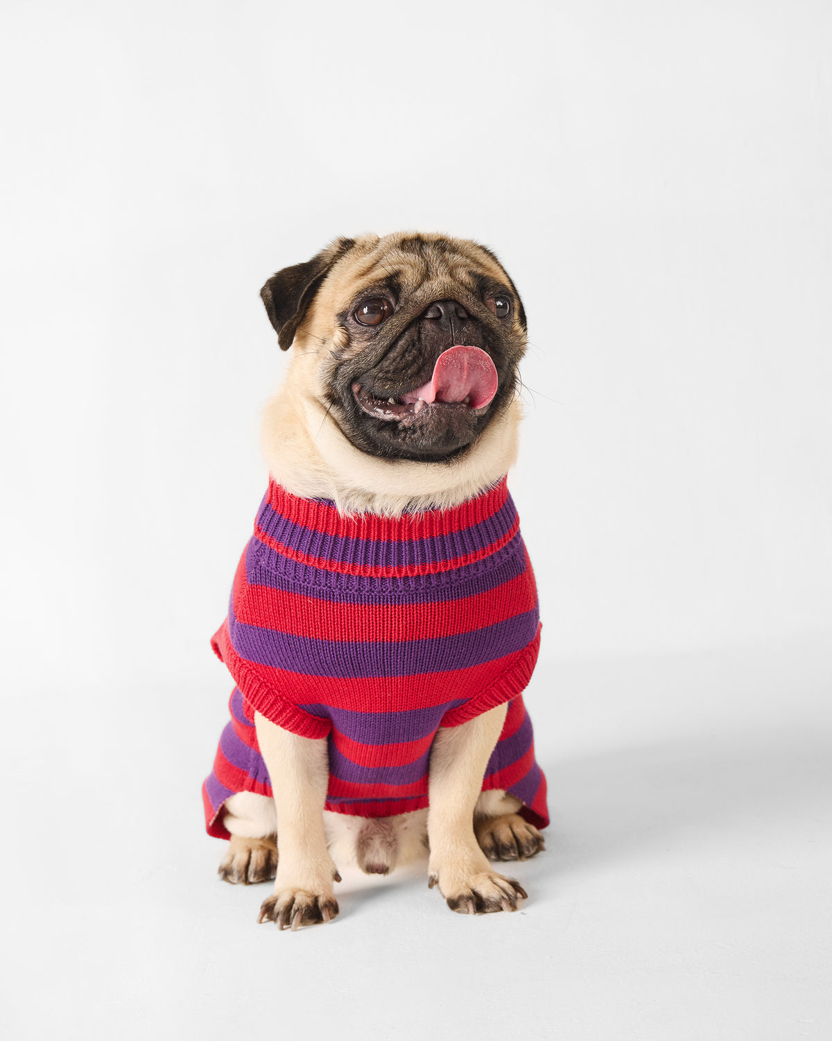 Pug wearing a red and purple striped Cosmic Canine dog sweater.